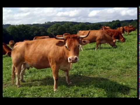 Thí điểm mô hình vỗ béo bò thịt trong nông hộ 